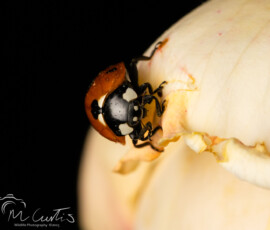 Backgarden macro fx9a6866