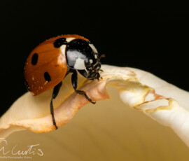 Backgarden macro fx9a6868