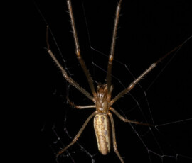 Backgarden macro fx9a6885