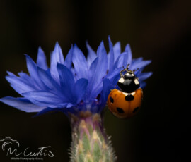Backgarden macro fx9a6912