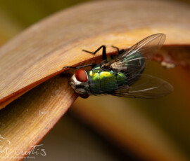 Backgarden macro fx9a6963
