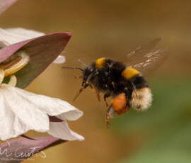 Backgarden macro fx9a6984
