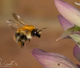 Backgarden macro fx9a6996