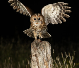 Tawny Owls fx9a9926