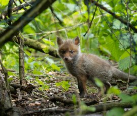 fox cub