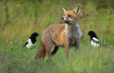 fox