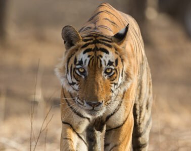 Male tiger walking toward camera