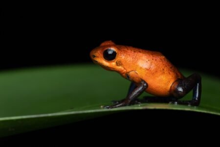 poison frog