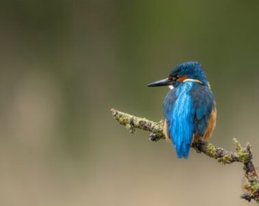 kingfisher