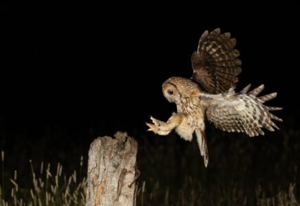 owl