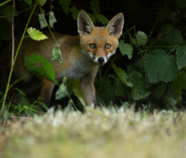 An evening with the Cambridge fox cubs 4t3a0017 enhanced nr