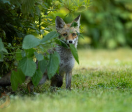 An evening with the Cambridge fox cubs 4t3a0033 enhanced nr edit