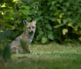 An evening with the Cambridge fox cubs 4t3a0248 enhanced nr
