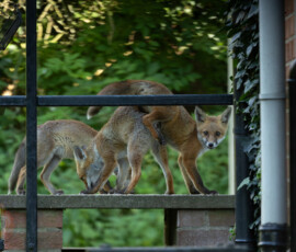 An evening with the Cambridge fox cubs 4t3a0287 enhanced nr