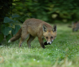 An evening with the Cambridge fox cubs 4t3a0443 enhanced nr