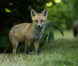 An evening with the Cambridge fox cubs 4t3a0538 enhanced nr