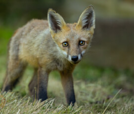 An evening with the Cambridge fox cubs 4t3a0630 enhanced nr edit