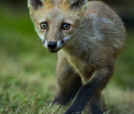 An evening with the Cambridge fox cubs 4t3a0640 edit