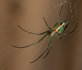 orchard orbweaver 4t3a3816 edit