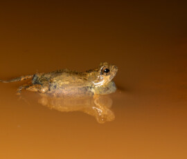 Túngara frog 4t3a3838