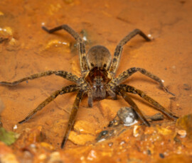 Fishing Spider Fishing Spider