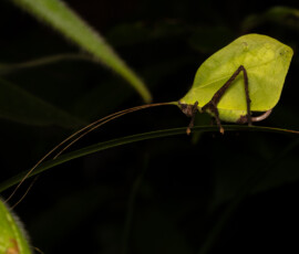 leaf-mimic katydid leaf-mimic katydid