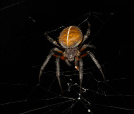 Tropical Orb Weaver Tropical Orb Weaver