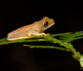 Gladiator Frog Gladiator Frog