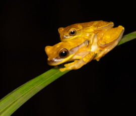 Hourglass Tree Frog 4t3a3871