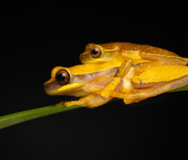 Hourglass Tree Frog 4t3a3873