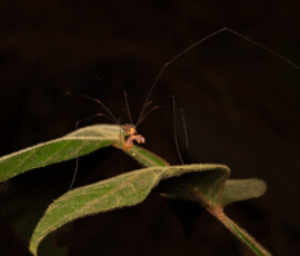 Harvestman Spider Harvestman Spider