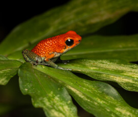 Granula Poison Frog 4t3a3894