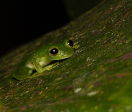 Emerald Glass Frog 4t3a3899