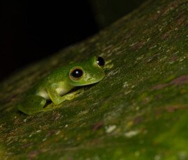Emerald Glass Frog 4t3a3899
