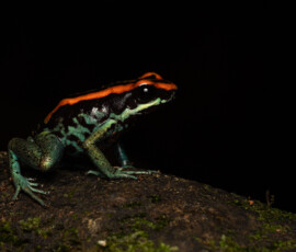 Golfo Dulce Poison Frog 4t3a3913 edit