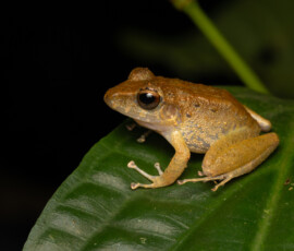 Rain Frog Rain Frog