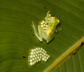 Reticulated Glass Frog 4t3a3934