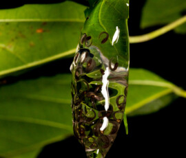 Tree Frog spawn 4t3a3936