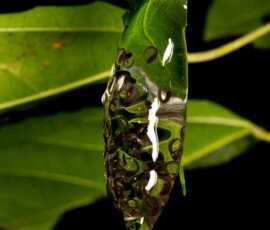 Tree Frog spawn 4t3a3936