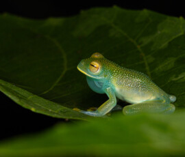 Granular Glass Frog 4t3a3938