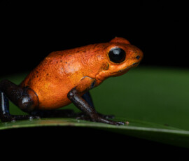 Strawberry Poison Frog 4t3a3985