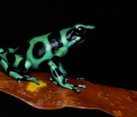 Green and Black Poison Frog 4t3a4019