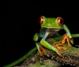 Red-Eyed Tree Frog 4t3a4026 edit