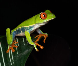 Red-Eyed Tree Frog 4t3a4033 edit