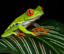 Red-Eyed Tree Frog 4t3a4036