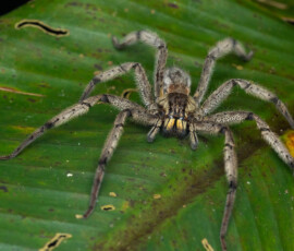 Wandering Spider Wandering Spider