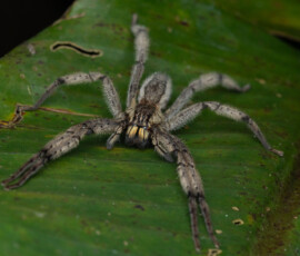 Wandering Spider Wandering Spider