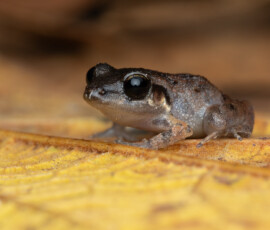 Common Tink Frog Common Tink Frog