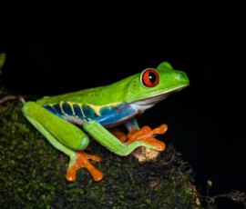 Red-Eyed Tree Frog 4t3a4089