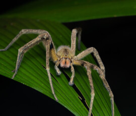 Wandering Spider Wandering Spider